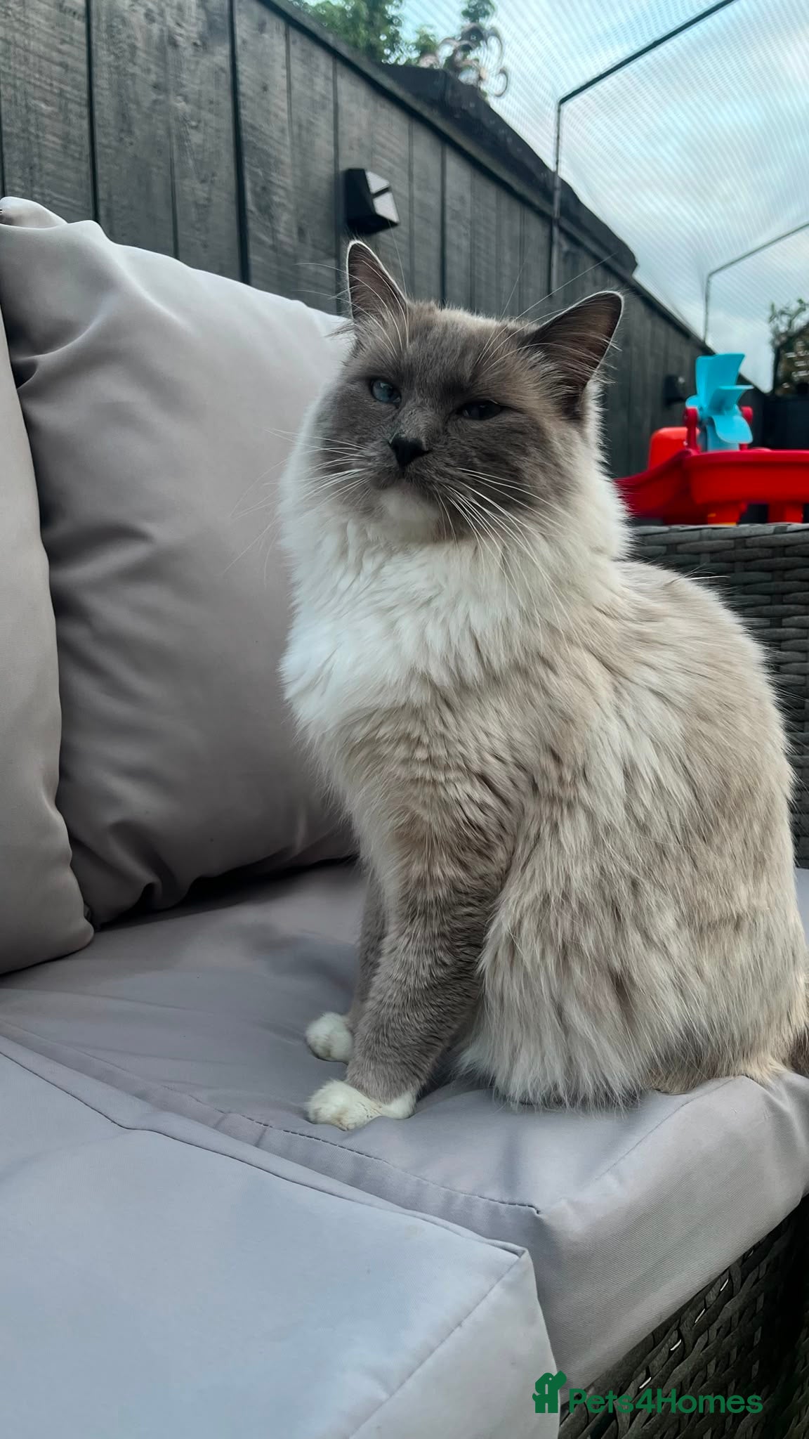 Ragdoll cats Ragdoll - Advert 15