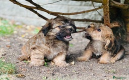 Mixed Breed dogs for sale: Stunning Norfolk terrier x jrt pups ready now - Image 29