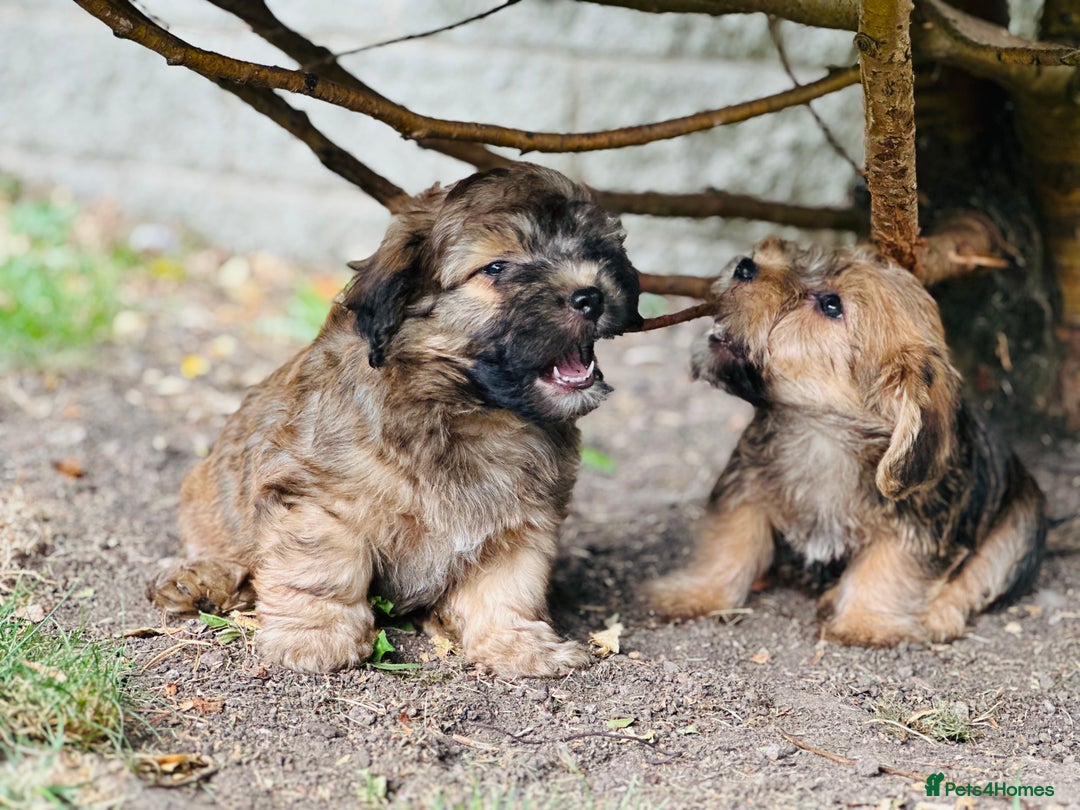Mixed Breed dogs for sale: Stunning Norfolk terrier x jrt pups ready now - Image 29