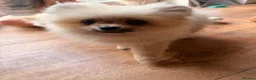 Pomeranian dogs for sale: ✨ Exceptional Pomeranian Puppies – KC Reg ✨ - Advert 5