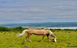 Welsh Section B horses for sale: Palomino Welsh B Non Ridden Companion/ InHand Pony - Image 1