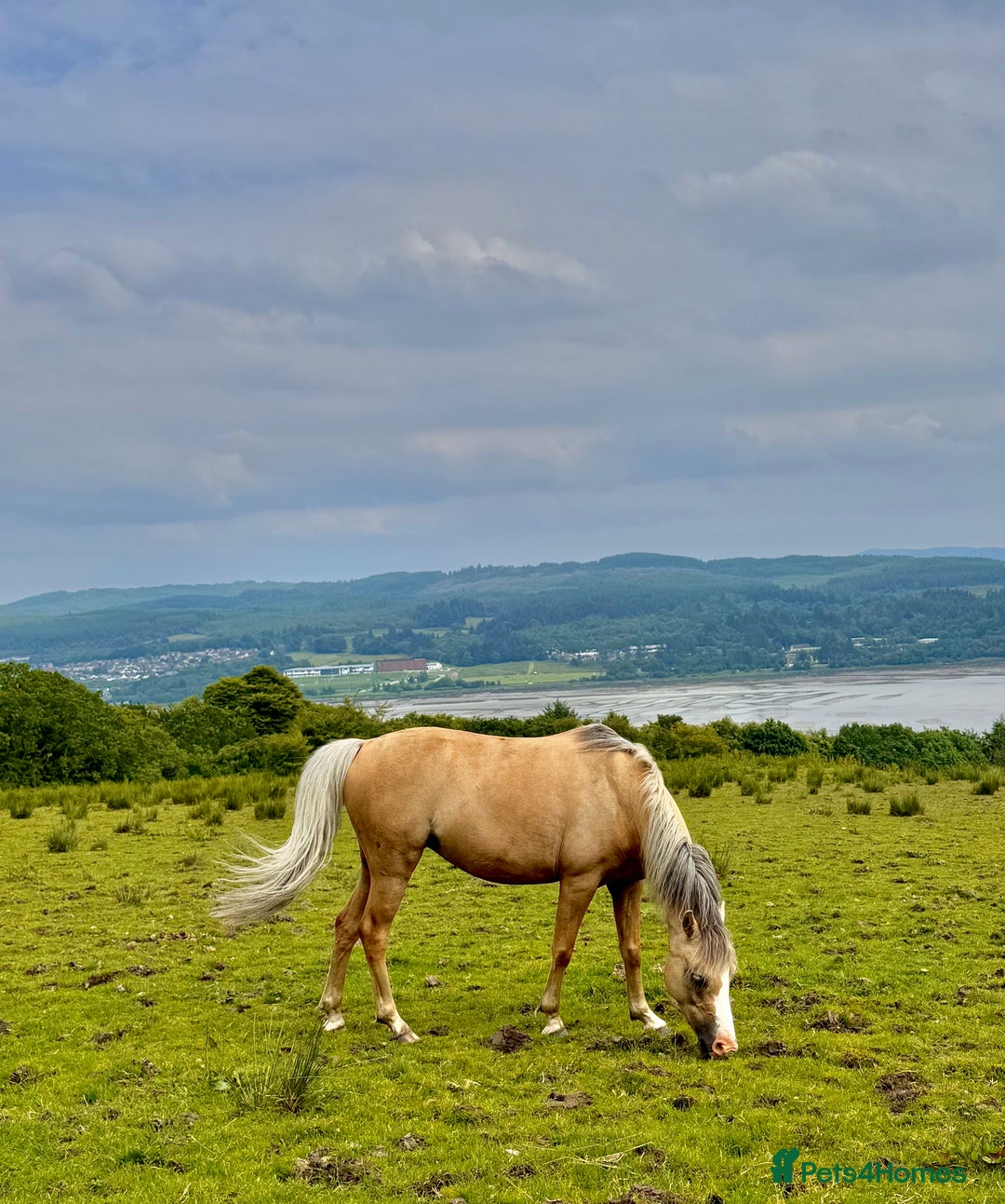 Welsh Section B horses for sale: Palomino Welsh B Non Ridden Companion/ InHand Pony - Image 1