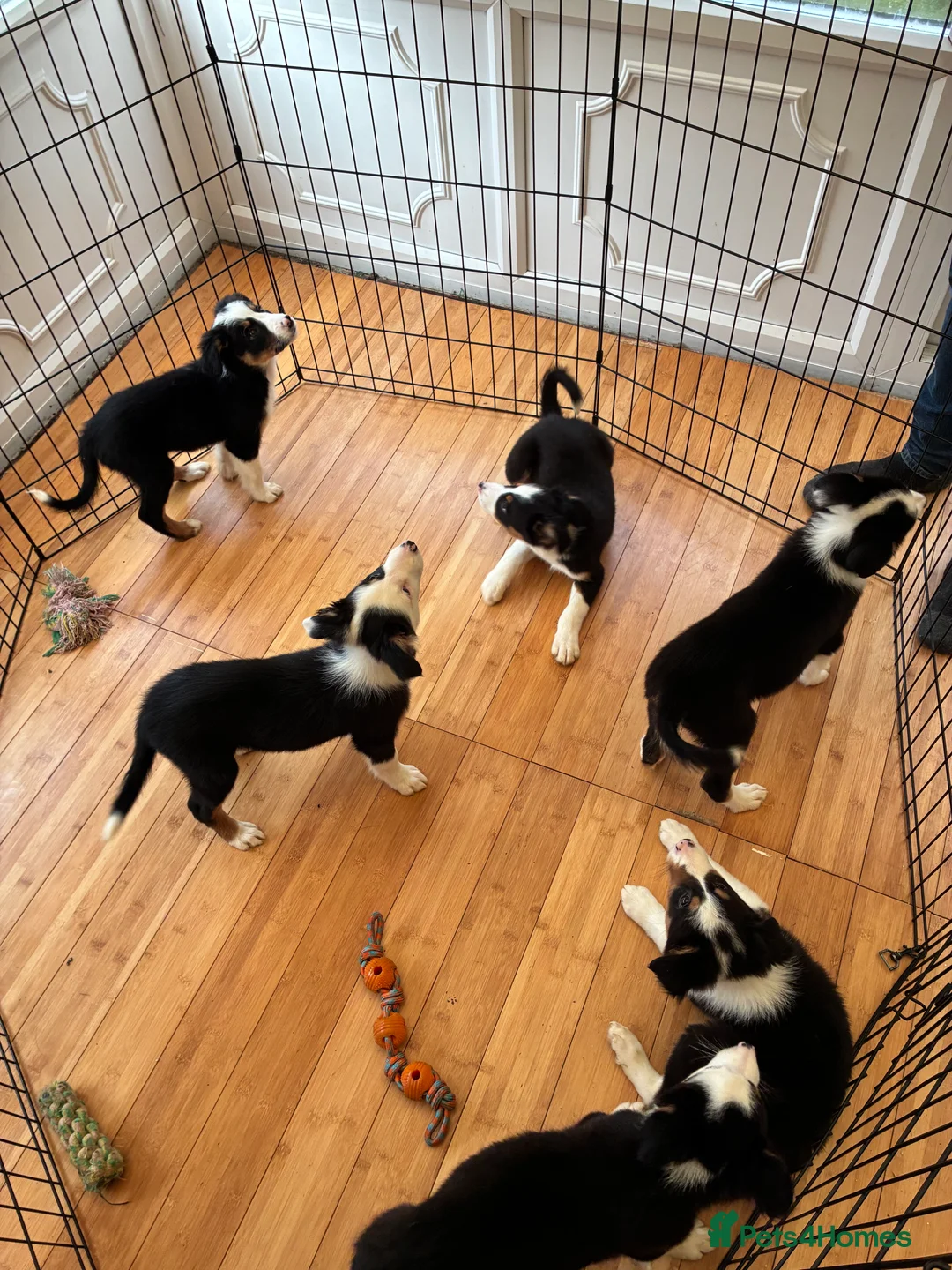 Border Collie dogs for sale: Border collie puppies  - Advert 3