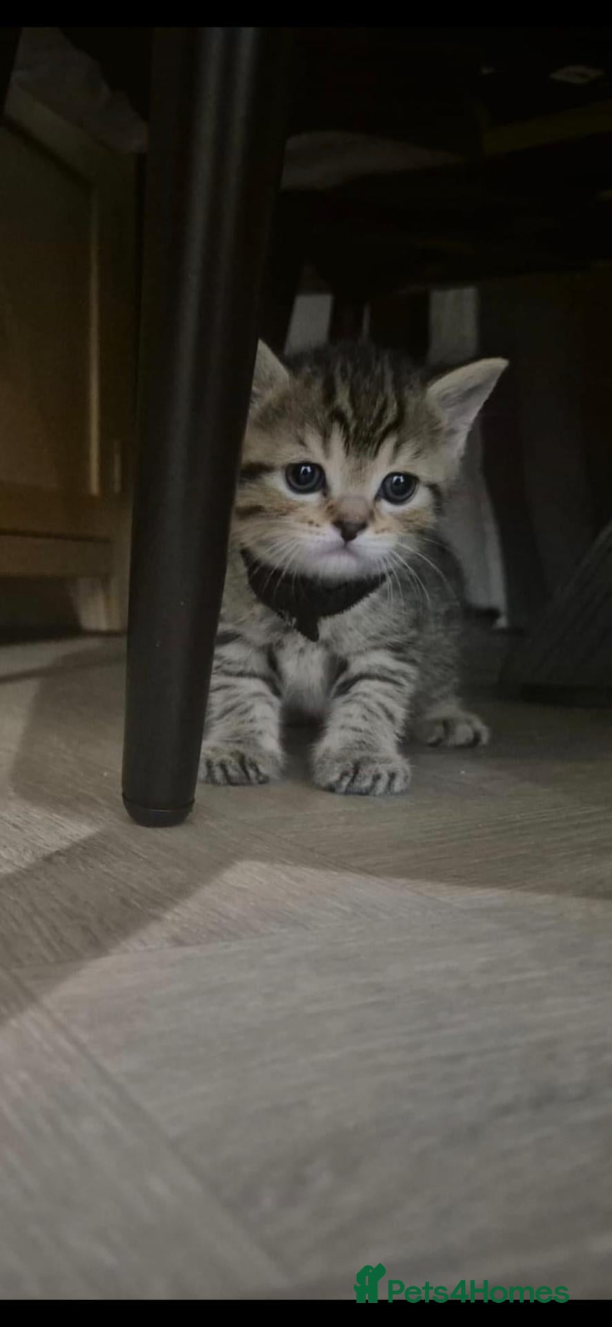 Mixed Breed cats British Shorthair mix kittens  - Advert 12