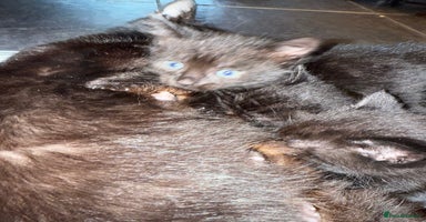Mixed Breed cats - Advert 5