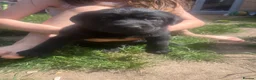 Labrador Retriever dogs for sale: Beautiful litter of Labradors  in Dartford - Advert 13