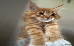 Maine Coon cats for sale: Ready now Maine Coon large Boys GCCF - Image 16