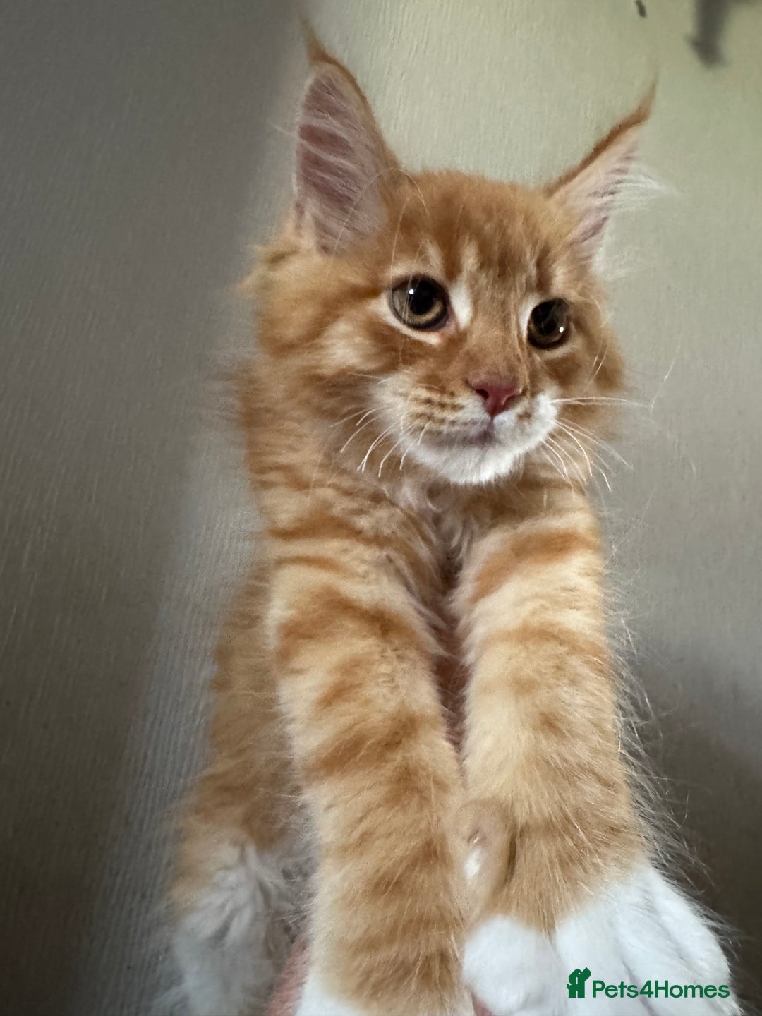 Maine Coon cats for sale: Ready now Maine Coon large Boys GCCF - Image 16