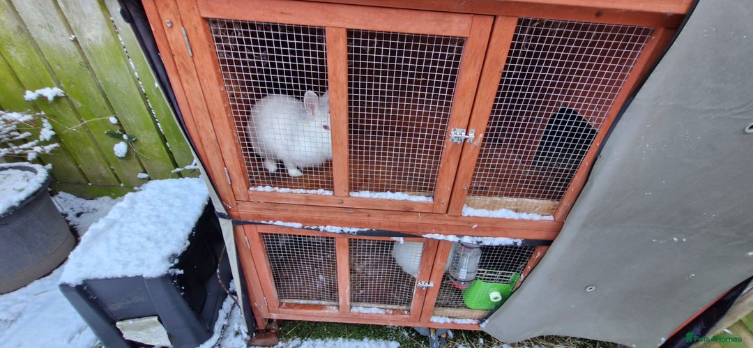 Mini Lion Lop rabbits for sale: Lion Rabbit female - Advert 4