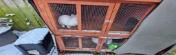 Mini Lion Lop rabbits for sale: Lion Rabbit female - Advert 4