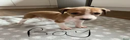 Lurcher dogs for sale: Lurcher puppies  in Keith - Advert 6