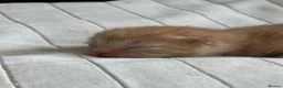 Mixed Breed cats for sale: Ginger short haired tabby kitten - Advert 5