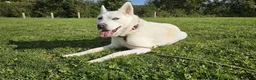 Huskita dogs for sale: Bella ❤️ - Advert 10