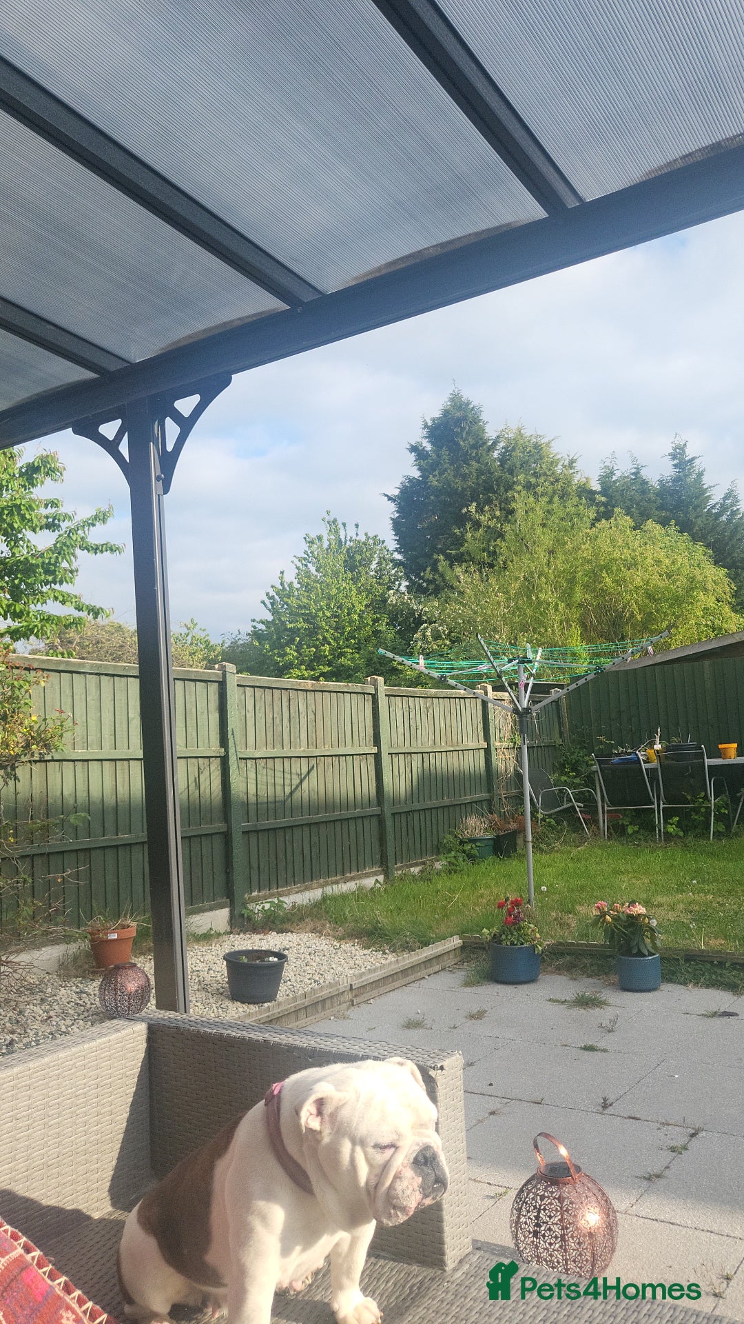 English Bulldog dogs for sale: Beautiful female bulldog 3 years old - Advert 6