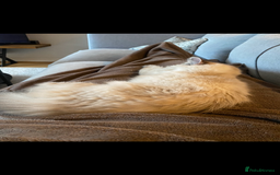 Ragdoll cats for sale: Over a year old female cat - Image 2