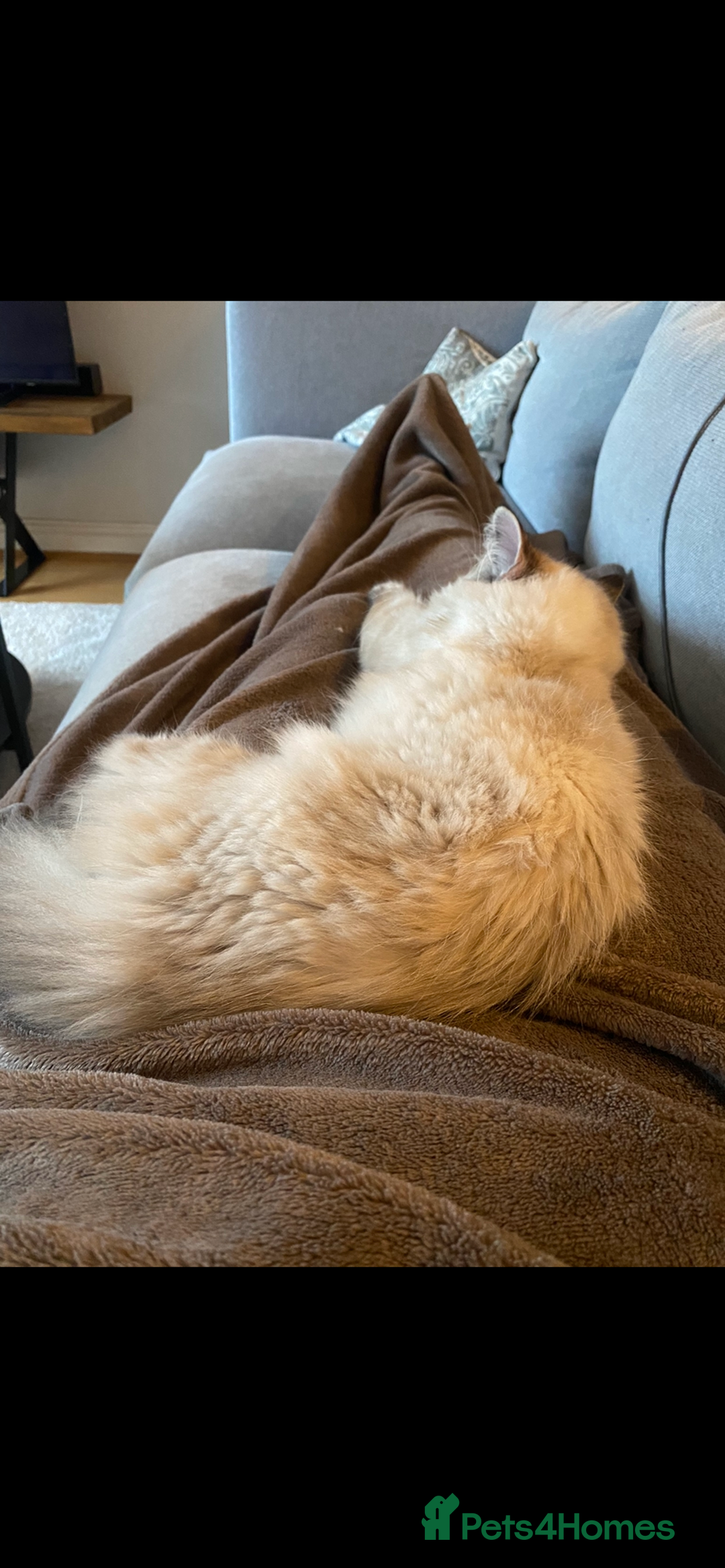 Ragdoll cats for sale: Over a year old female cat - Image 2