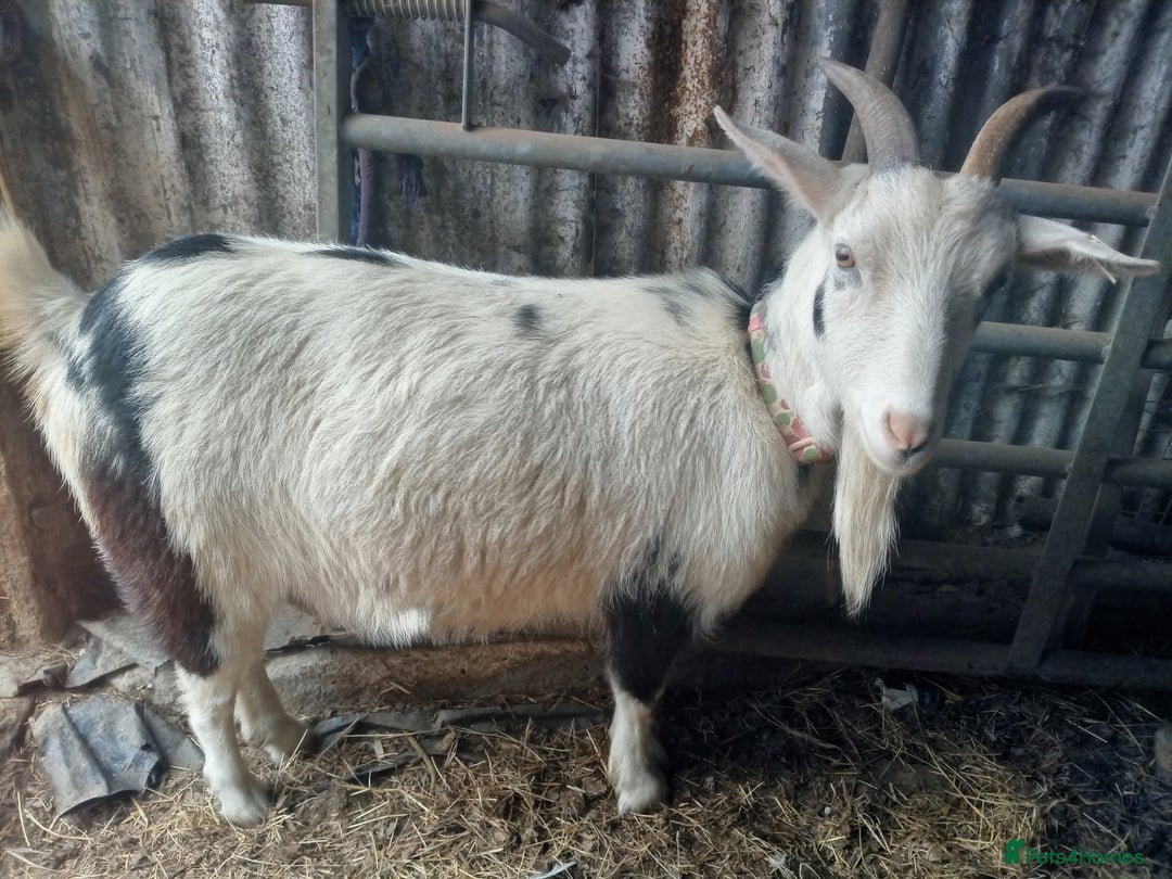 Goats livestock for sale: Goats  - Image 2