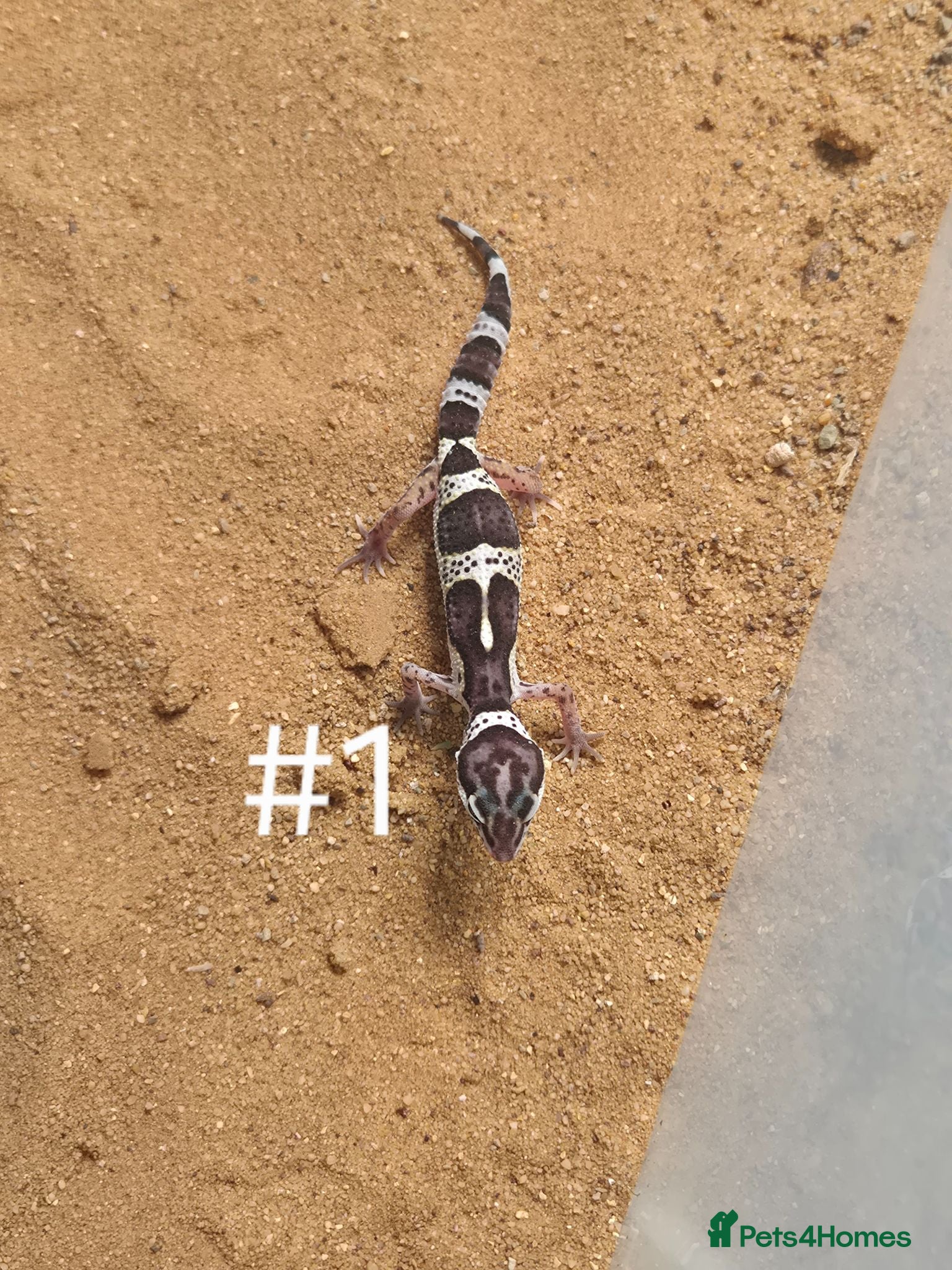 Gecko reptiles Female Leopard Geckos - Advert 1