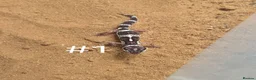 Gecko reptiles for sale: Female Leopard Geckos - Advert 1