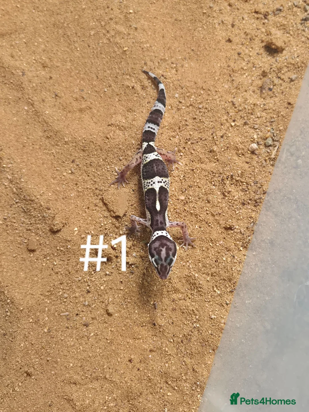 Gecko reptiles for sale: Female Leopard Geckos - Advert 1