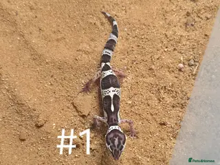Gecko reptiles Female Leopard Geckos - Advert 1