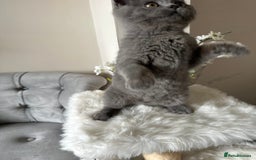 British Shorthair cats for sale: Blue British Shorthair registered Full Pedigree  - Image 8