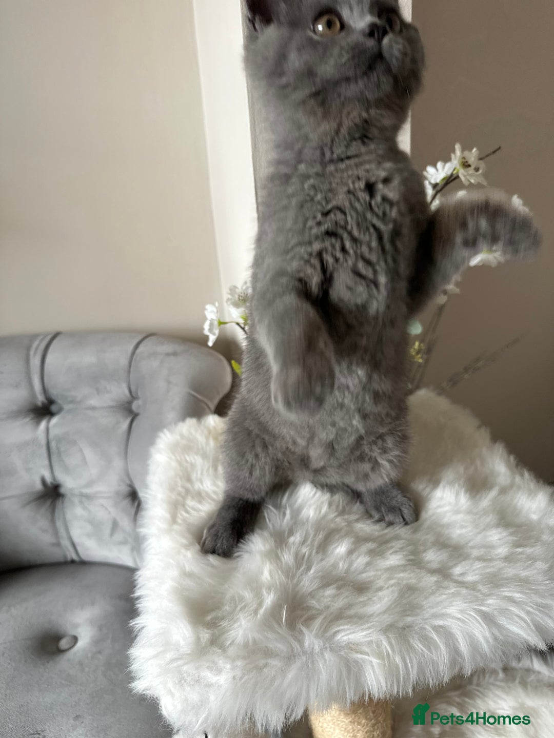 British Shorthair cats for sale: Blue British Shorthair registered Full Pedigree  - Image 8