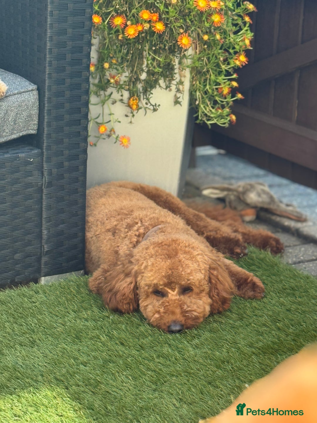 Miniature Poodle dogs for stud: Handsome Miniature Poodle Stud  - Image 2