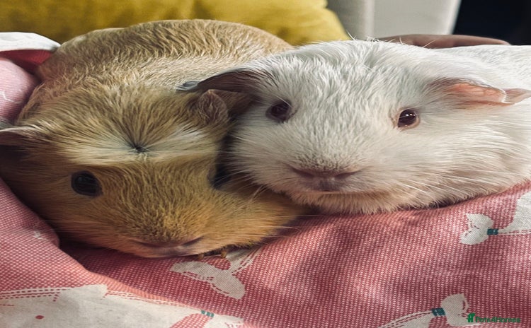 Guinea Pig rodents - Advert 2