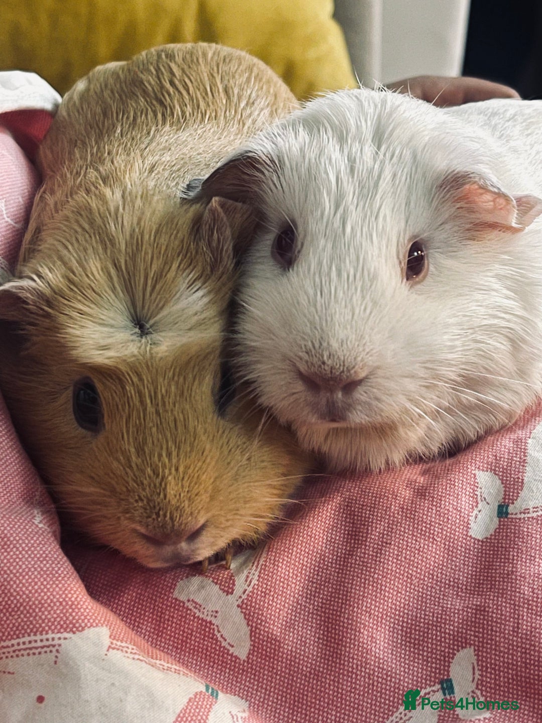 Guinea Pig rodents for sale: 2 girl Guinea pigs  - Image 1