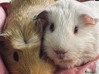 Guinea Pig rodents - Advert 7