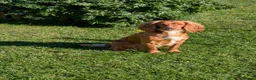 Cockapoo dogs for sale: Beautiful Cockapoo × Working Spaniel F1B Puppies in Gillingham - Advert 6