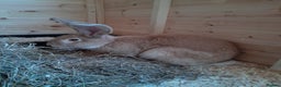 Continental Giant rabbits for sale: Beautiful Pure Continental Giant Babies - Advert 22