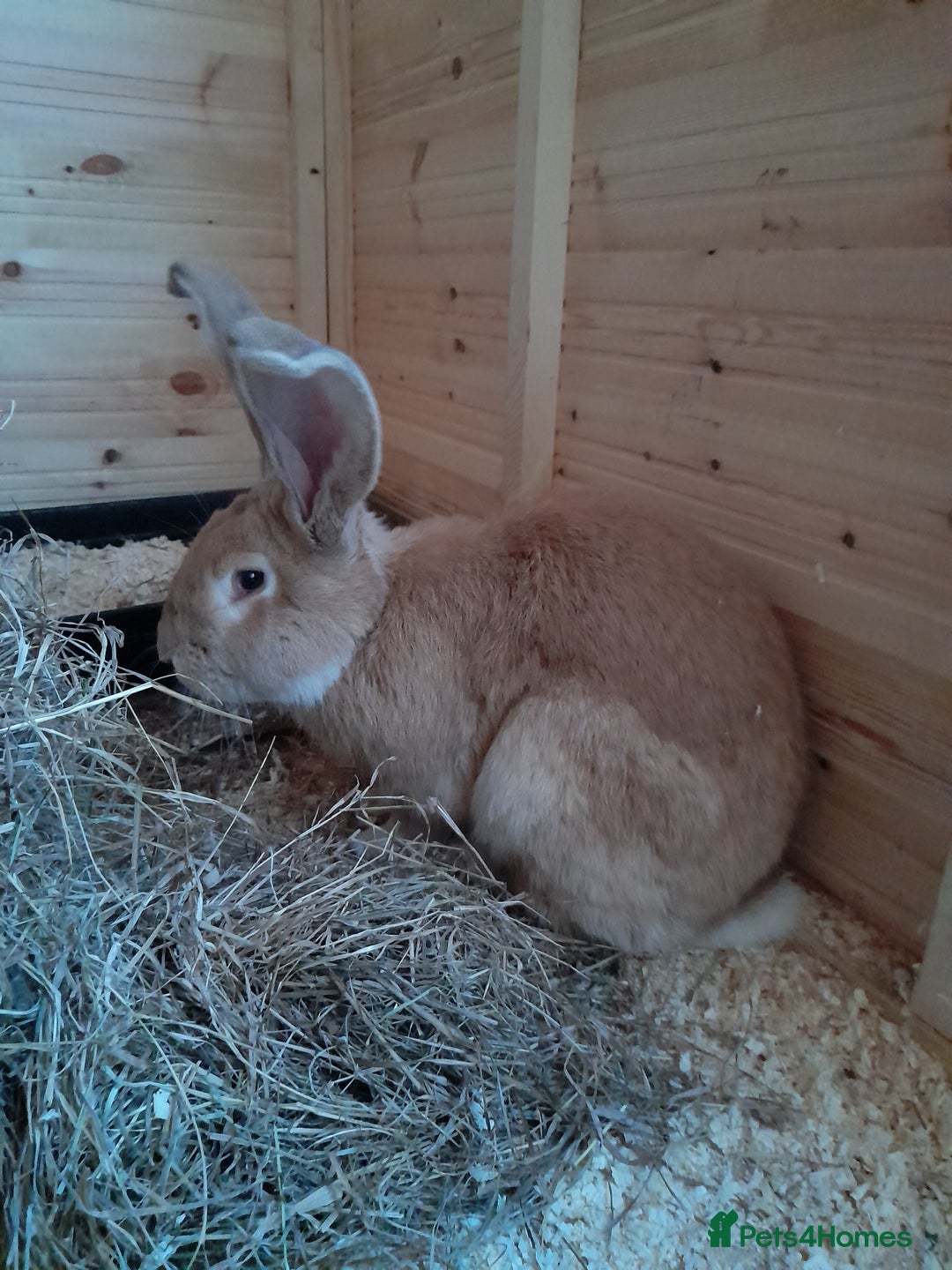 Continental Giant rabbits for sale: Beautiful Pure Continental Giant Babies - Advert 22