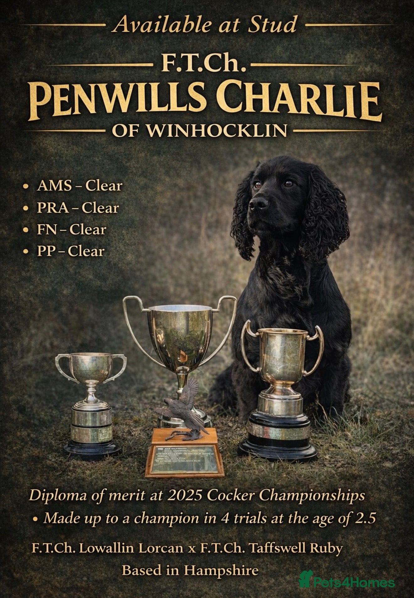 Cocker Spaniel dogs FTCh Penwills Charlie of Winhocklin  in Southampton - Advert 12