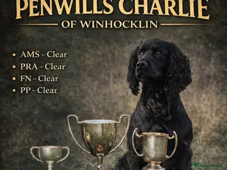 Cocker Spaniel dogs FTCh Penwills Charlie of Winhocklin in Southampton - Advert 12