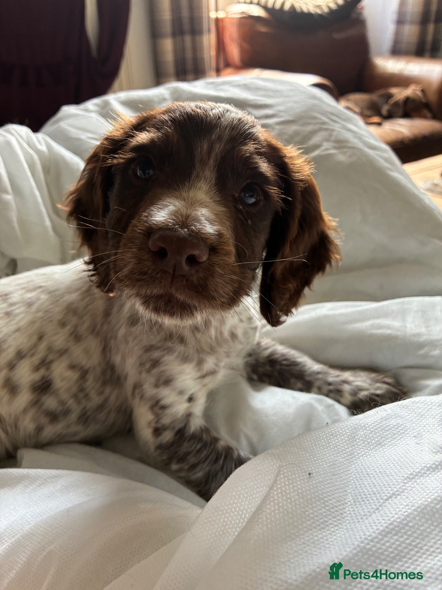 Cocker Spaniel dogs 1 BOY LEFT! Cocker Spaniel Puppies  - Advert 9