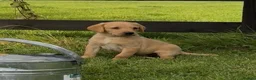 Labrador Retriever dogs for sale: Beautiful red Labrador puppies - Advert 1