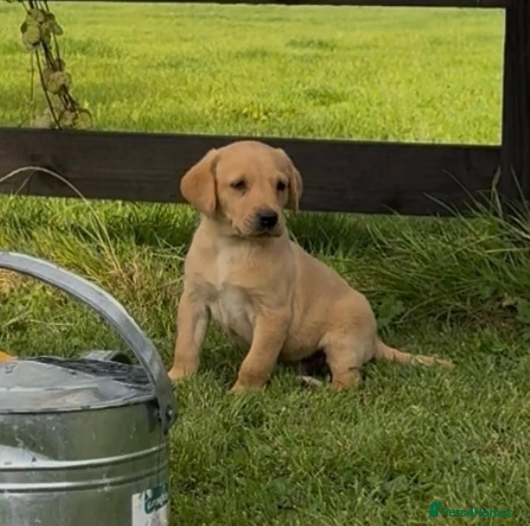Labrador Retriever dogs for sale: Beautiful red Labrador puppies - Advert 1