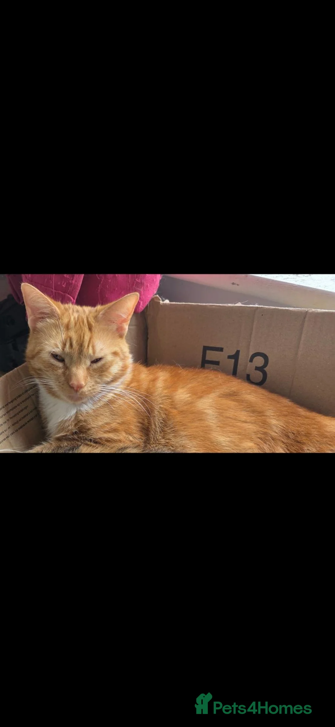 Mixed Breed cats for sale: Rehoming Gizmo and Ash  - Advert 16