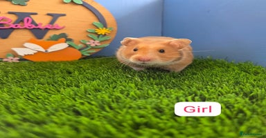 Hamster rodents - Advert 8