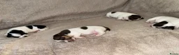 Jack Russell dogs for sale: Jack Russel.. Ready NOW 1 boy left! - Advert 20