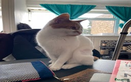 Mixed Breed cats for sale: Bellini & Martini - Image 7