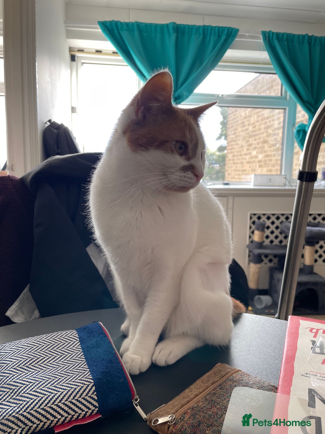 Mixed Breed cats for sale: Bellini & Martini - Image 7
