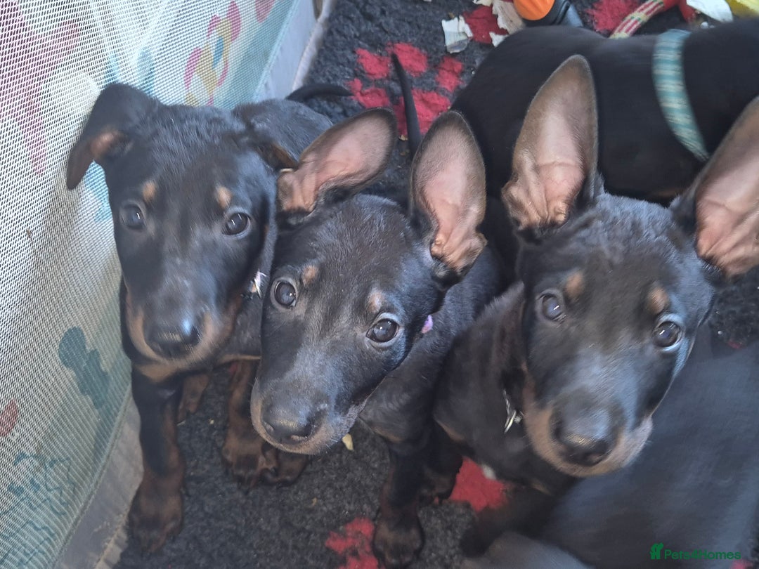 Mixed Breed dogs for sale: Chinese Red Dogs - Image 33