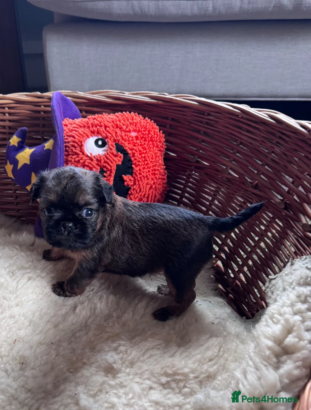 Griffon Bruxellois dogs for sale: Beautiful litter of Rough Brussels Griffons - Advert 10
