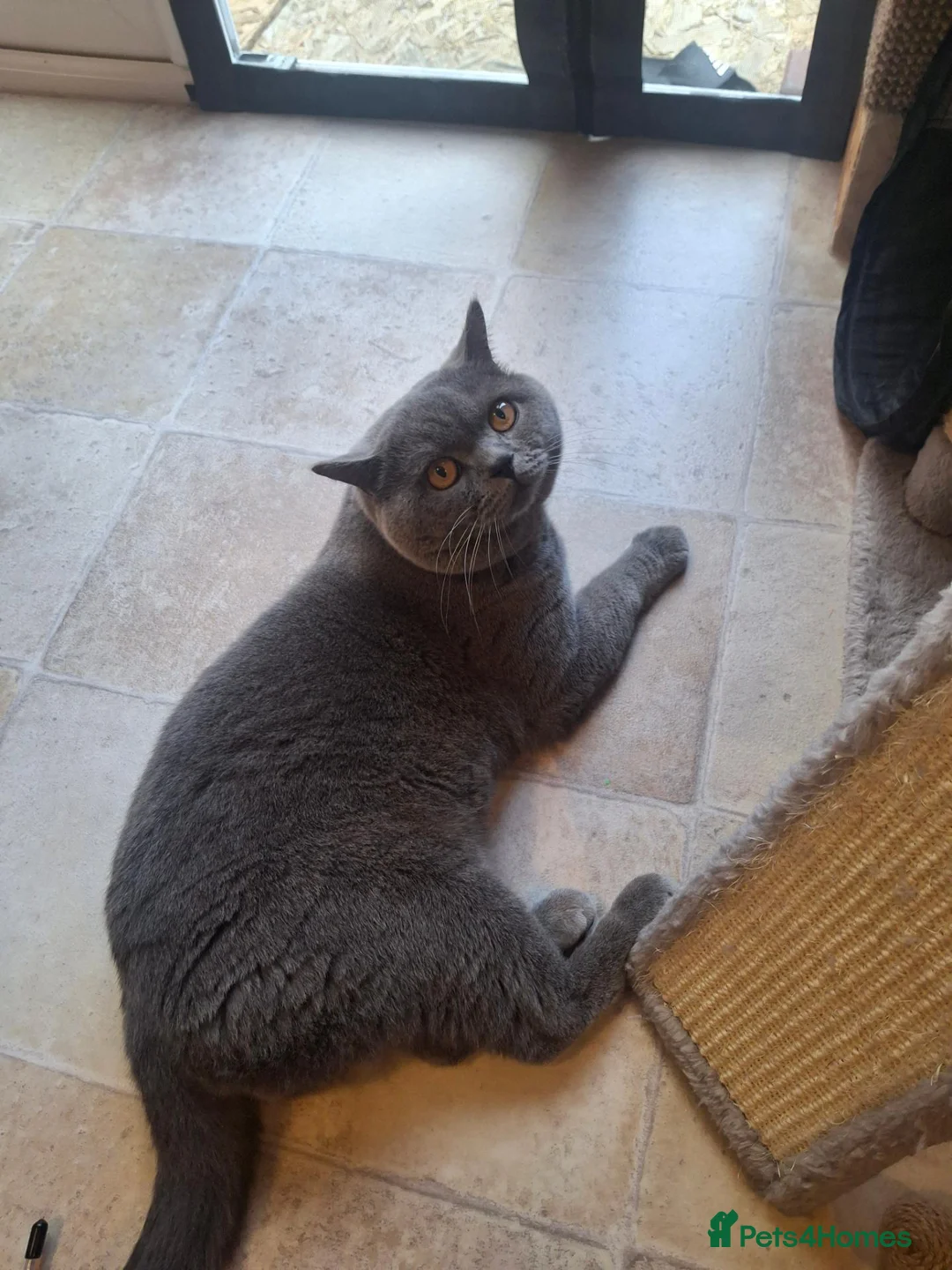 British Shorthair cats for stud: AMAZING BSH STUD - Advert 2