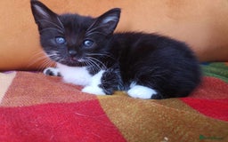 British Shorthair cats for sale: Playful adorable kittens - Advert 4