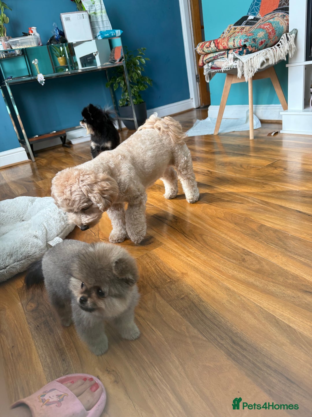 Pomeranian dogs for sale: Last female teddy face Pomeranian  - Image 15