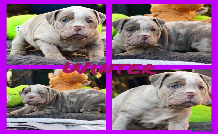 Olde English Bulldogge dogs Beautiful olde English bulldogs 🩷 - Advert 4